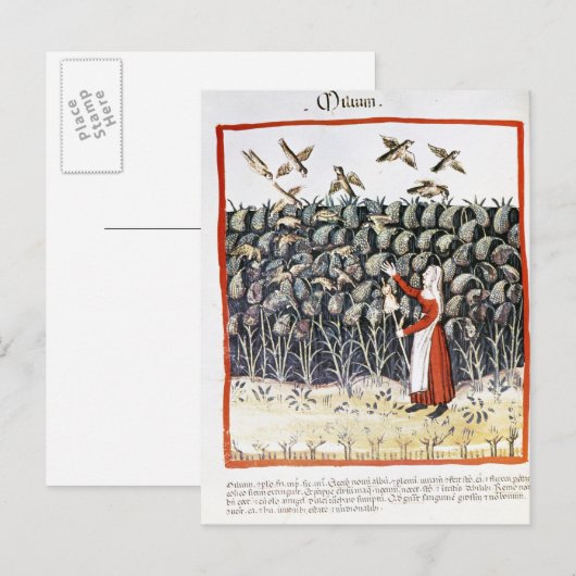 Vrouw die haar oogst van Millet beschermt Briefkaart (Voorkant / Achterkant)