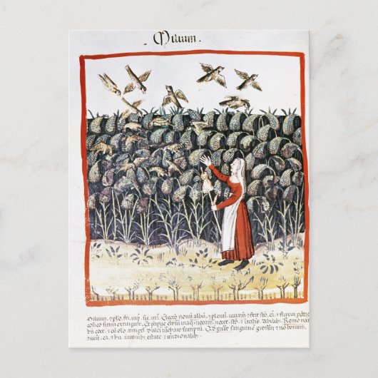 Vrouw die haar oogst van Millet beschermt Briefkaart (Voorkant)