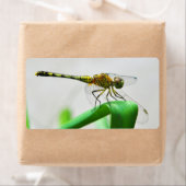 Vrouw Dragonfly Diplacodes Trivialis Etiket (Insitu)