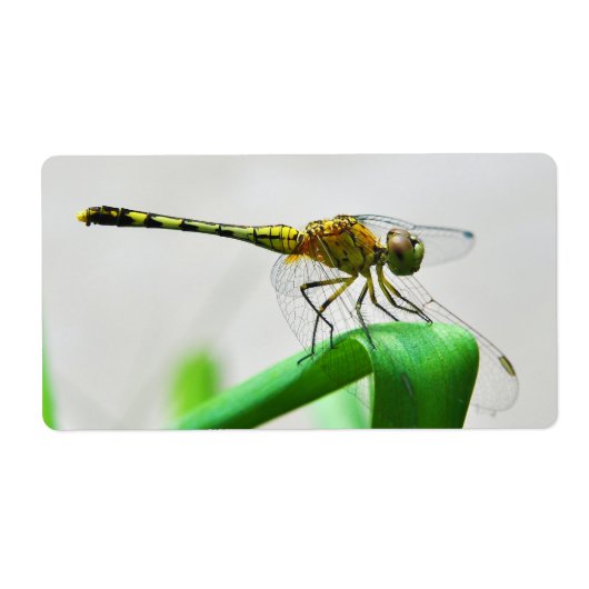 Vrouw Dragonfly Diplacodes Trivialis Etiket (Voorkant)