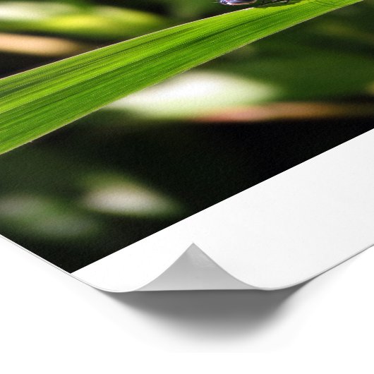 Vrouw Dragonfly met eieren Poster (Hoek)