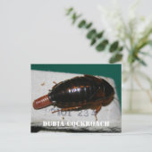 Vrouw Dubia-kakkerlak met eierzak Briefkaart (Staand voorkant)