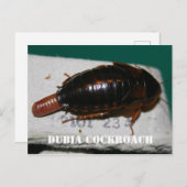 Vrouw Dubia-kakkerlak met eierzak Briefkaart (Voorkant / Achterkant)