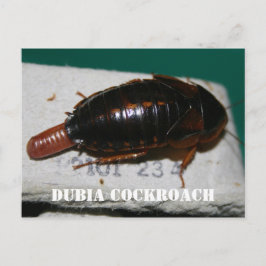 Vrouw Dubia-kakkerlak met eierzak Briefkaart