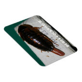 Vrouw Dubia-kakkerlak met eierzak Magneet (Rechterzijde)