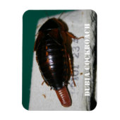 Vrouw Dubia-kakkerlak met eierzak Magneet (Verticaal)