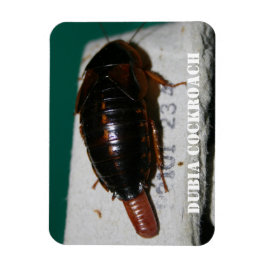 Vrouw Dubia-kakkerlak met eierzak Magneet