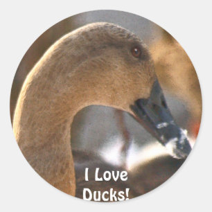 Vrouw Duck Bird Wildlife Sticker