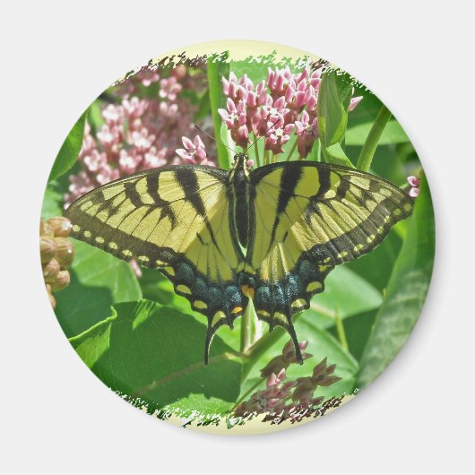 Vrouw Eastern Tiger Swallowtail Butterfly Magnet (Voorkant)