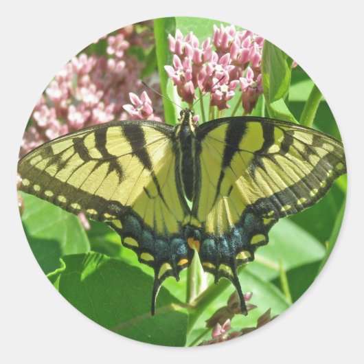 Vrouw Eastern Tiger Swallowtail Butterfly Series Ronde Sticker (Voorkant)