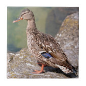 Vrouw eend mallard op rock tegeltje (Voorkant)