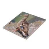 Vrouw eend mallard op rock tegeltje (Zijkant)