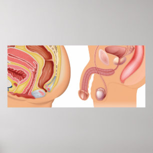Vrouw en mannelijk reductiesysteem poster