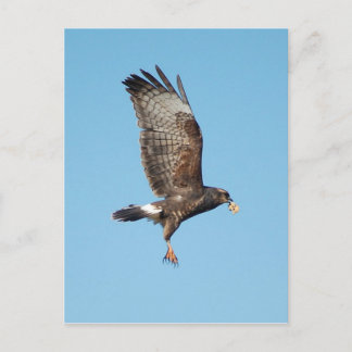 Vrouw Everglades Kite Briefkaart