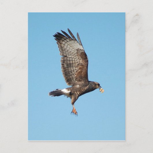 Vrouw Everglades Kite Briefkaart (Voorkant)