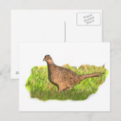 Vrouw fazant in gras briefkaart (Voorkant / Achterkant)