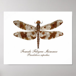 Vrouw Filigree Skimmer daronfly Poster