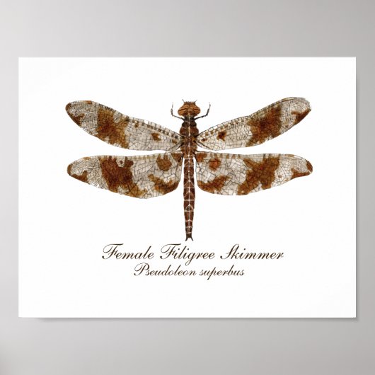 Vrouw Filigree Skimmer daronfly Poster (Voorkant)