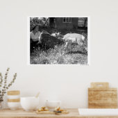 Vrouw flesje voedt een antilope. poster (Keuken)