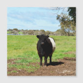 Vrouw Galloway Koe in country, Magnetic Kaart (Voorkant)