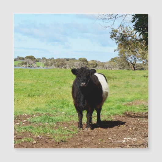 Vrouw Galloway Koe in country, Magnetic Kaart (Voorkant)