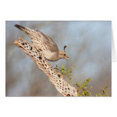 Vrouw Gambel's Quail (Voorkant Horizontaal)