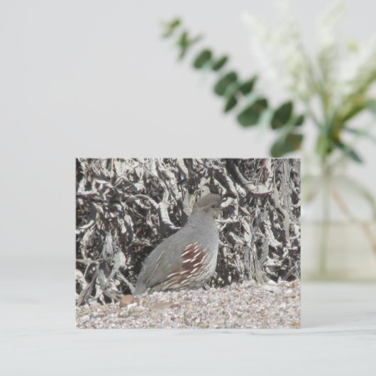 Vrouw Gambel's Quail Briefkaart (Staand voorkant)