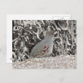 Vrouw Gambel's Quail Briefkaart (Voorkant / Achterkant)