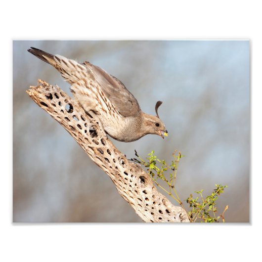 Vrouw Gambel's Quail Foto Afdruk (Voorkant)