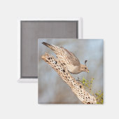 Vrouw Gambel's Quail Magneet (Voorkant / Achterkant)