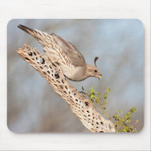 Vrouw Gambel's Quail Muismat