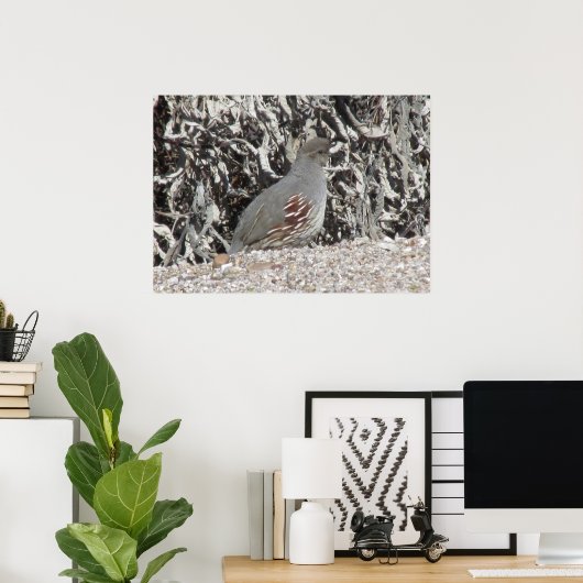 Vrouw Gambel's Quail Poster (Thuiskantoor)