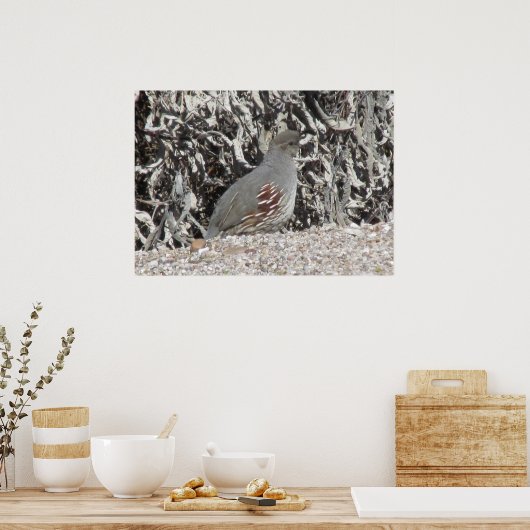 Vrouw Gambel's Quail Poster (Keuken)