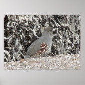 Vrouw Gambel's Quail Poster (Voorkant)