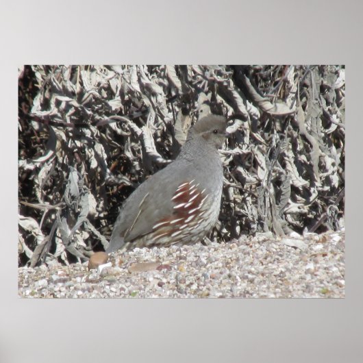 Vrouw Gambel's Quail Poster (Voorkant)