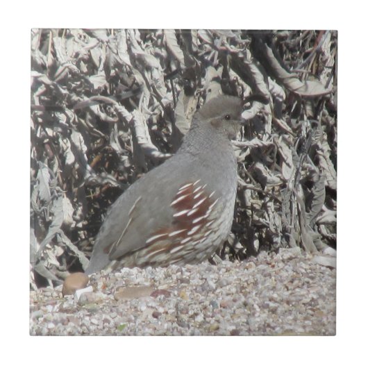 Vrouw Gambel's Quail Tegeltje (Voorkant)