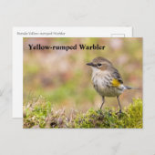 Vrouw Gele-bruine Warbler Briefkaart (Voorkant / Achterkant)