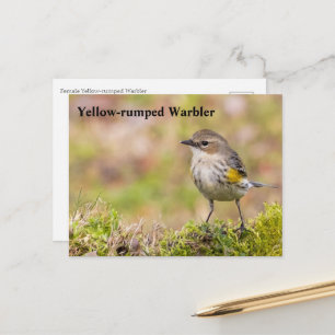 Vrouw Gele-bruine Warbler Briefkaart