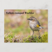 Vrouw Gele-bruine Warbler Briefkaart (Voorkant)