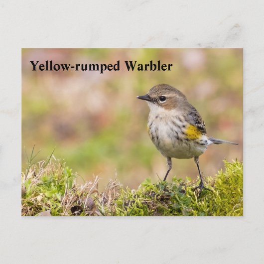 Vrouw Gele-bruine Warbler Briefkaart (Voorkant)