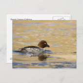 Vrouw gewone Goldenoogeend Briefkaart (Voorkant / Achterkant)