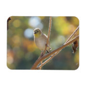 Vrouw Goldfinch Magnet Magneet (Horizontaal)