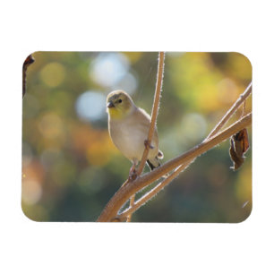 Vrouw Goldfinch Magnet Magneet