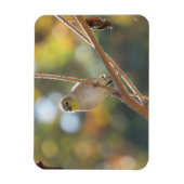 Vrouw Goldfinch Magnet Magneet (Verticaal)