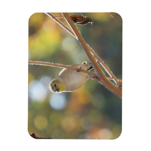 Vrouw Goldfinch Magnet Magneet (Verticaal)