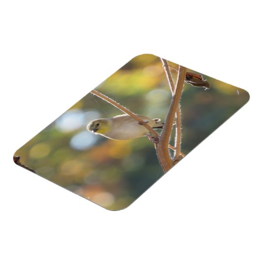 Vrouw Goldfinch Magnet Magneet (Linkerzijde)