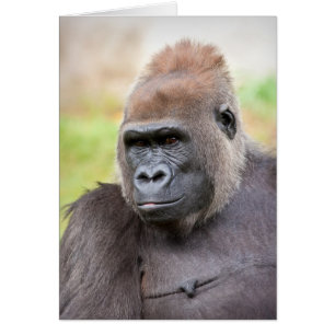 Vrouw Gorilla