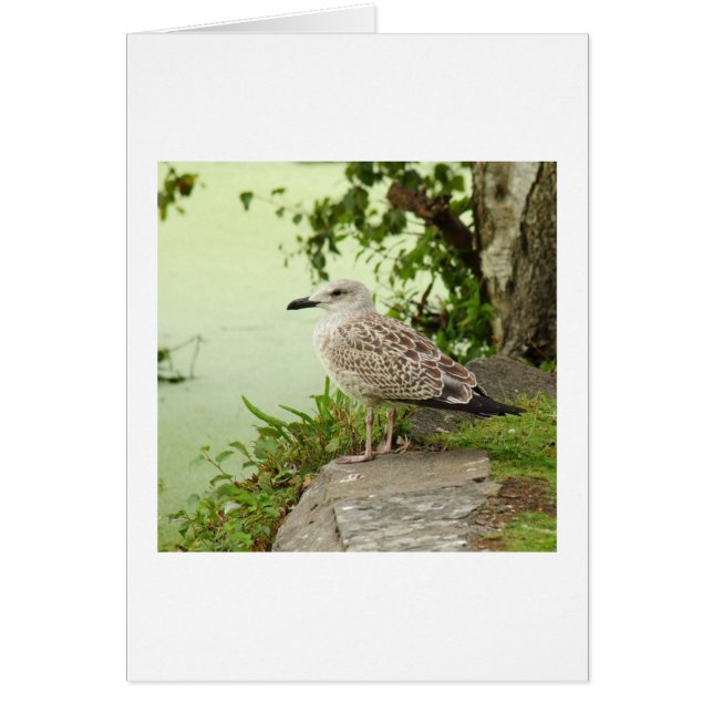 Vrouw Gull (Voorkant)