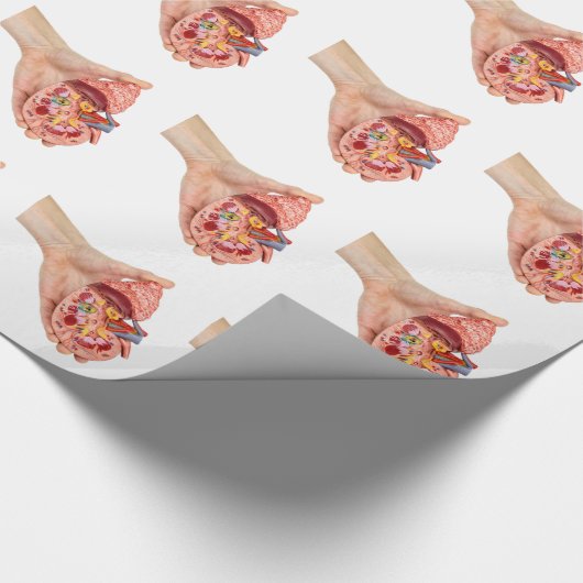 Vrouw hand houdmodel van de menselijke nier cadeaupapier (Hoek)