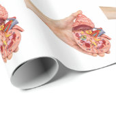 Vrouw hand houdmodel van de menselijke nier cadeaupapier (Rol Hoek)